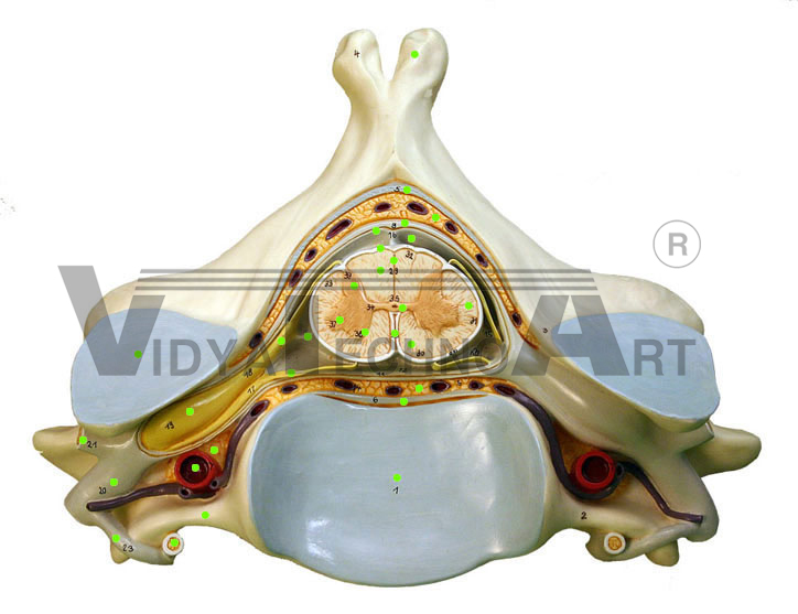 Spinal Cord in Cervical Vertebra